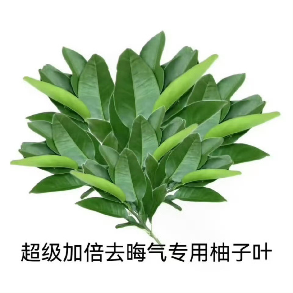 梓渝晒猫甩张图就走