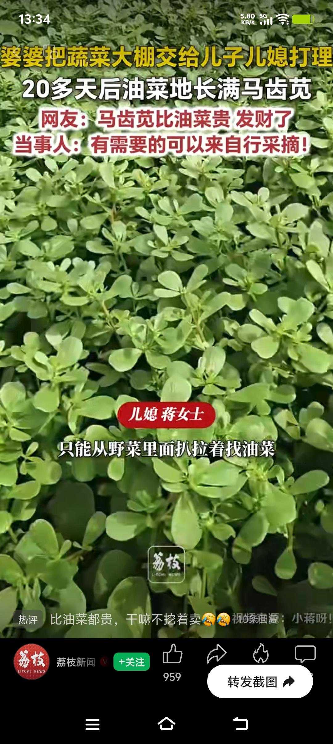 山东菏泽曹县一对夫妻代管大棚，误打误撞养出满地马齿苋，这事儿太有意思了！婆婆住院