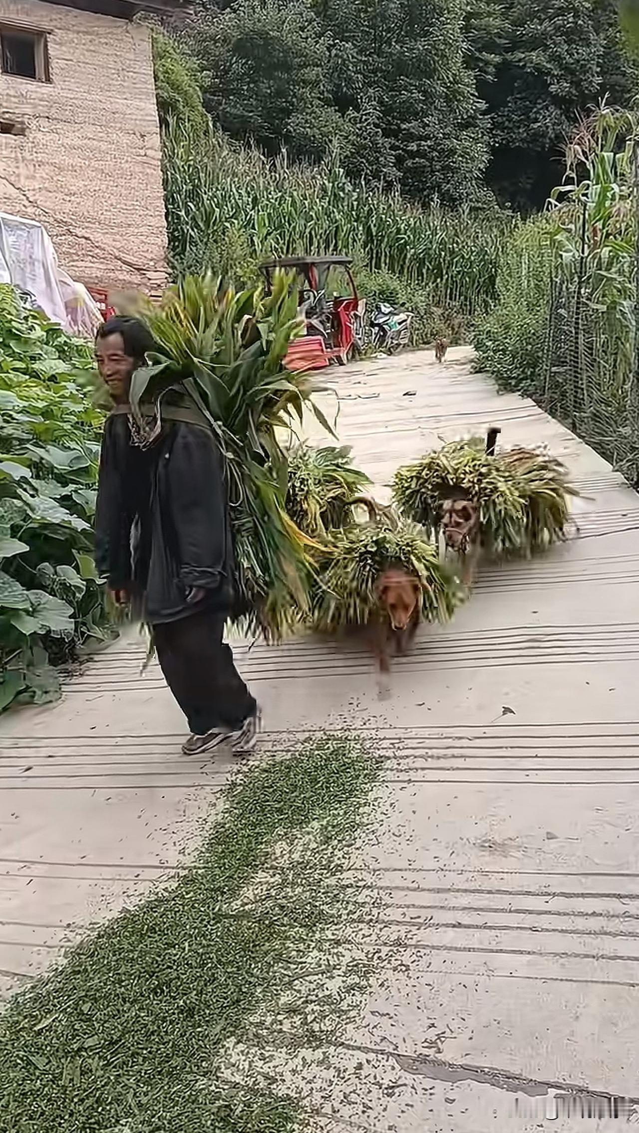 云南的狗都会干活[呲牙笑]