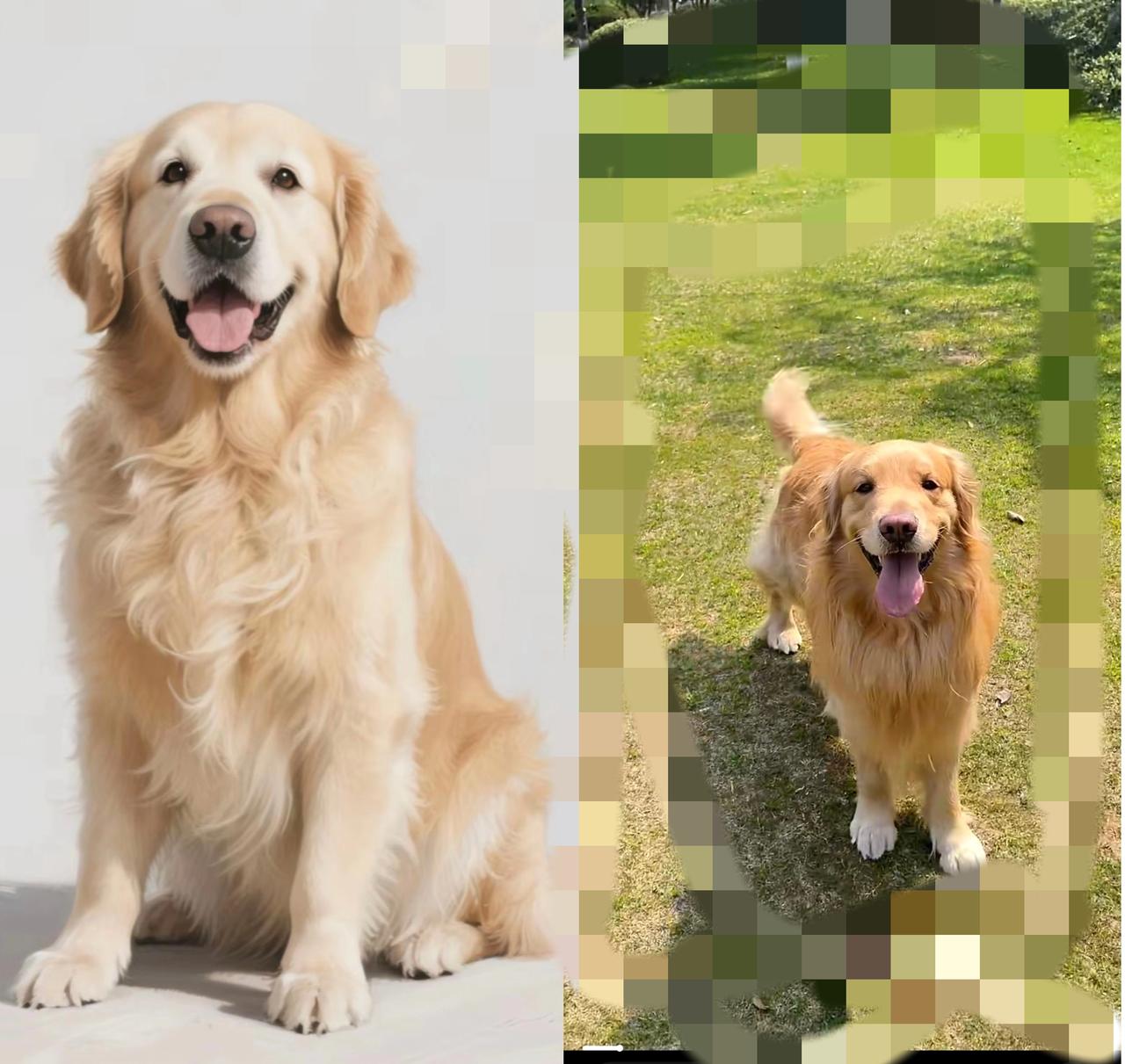 孩子出生后，9岁的狗就成了“多余”的？昨天晚饭刚放下碗，老公一