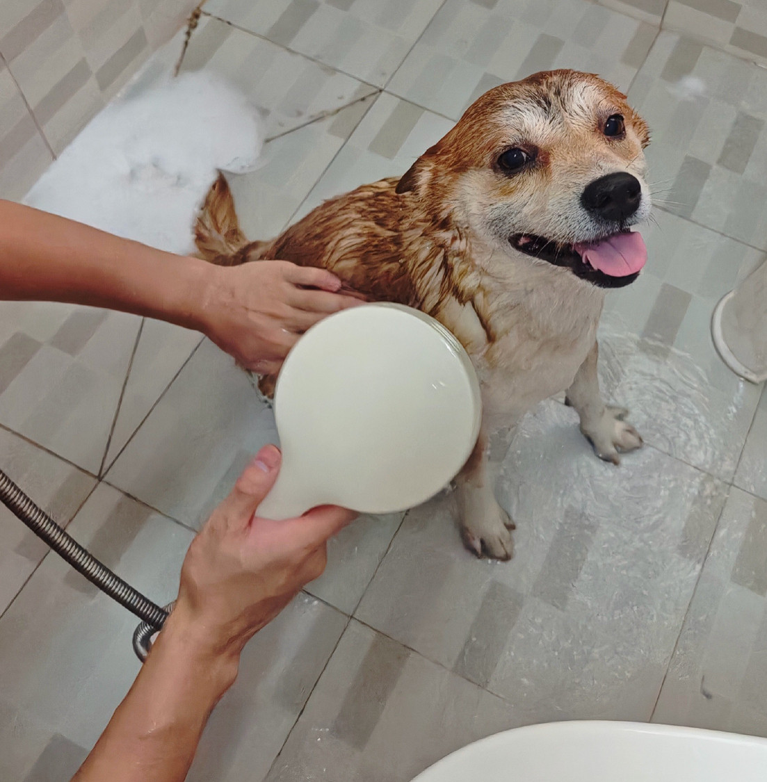 徐洁云回应“孩go”。是博主养的一条柴犬的名字。