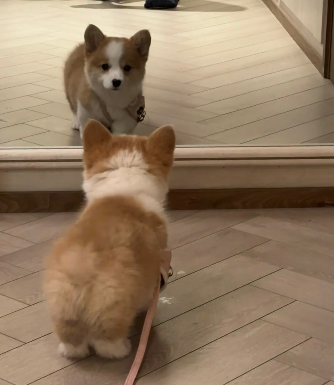 第一次照镜子的小柯基