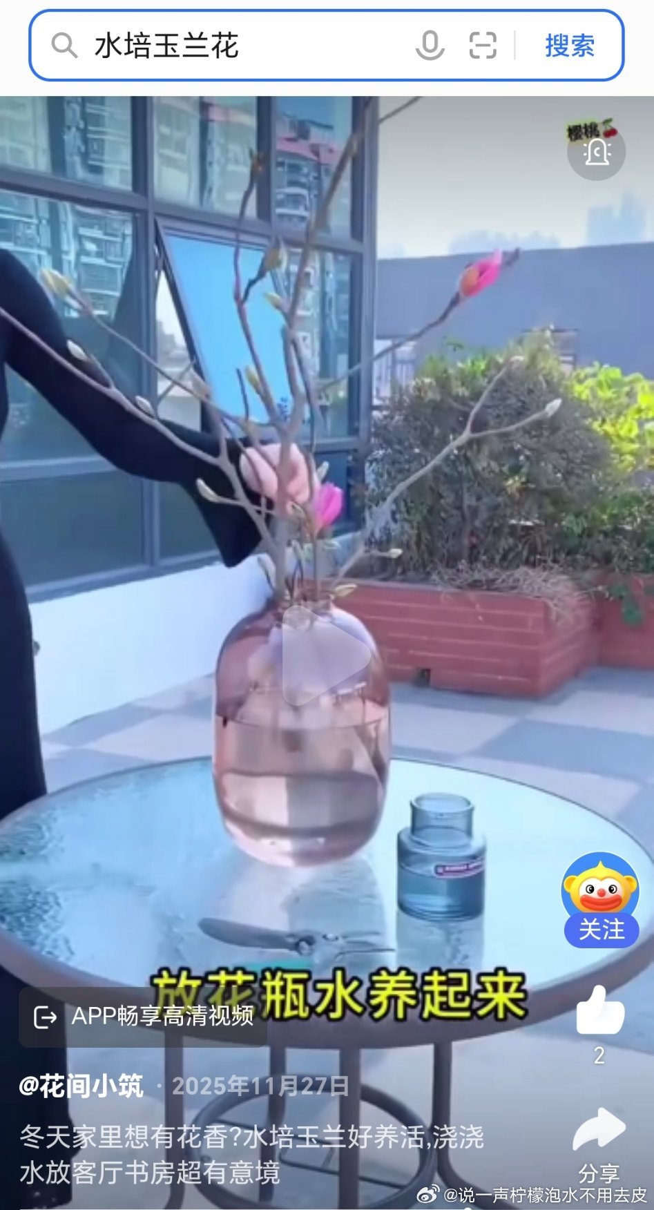 准备养盆玉兰花。都说水培玉兰好养活。高水位。浇水就能开花。适合懒人。