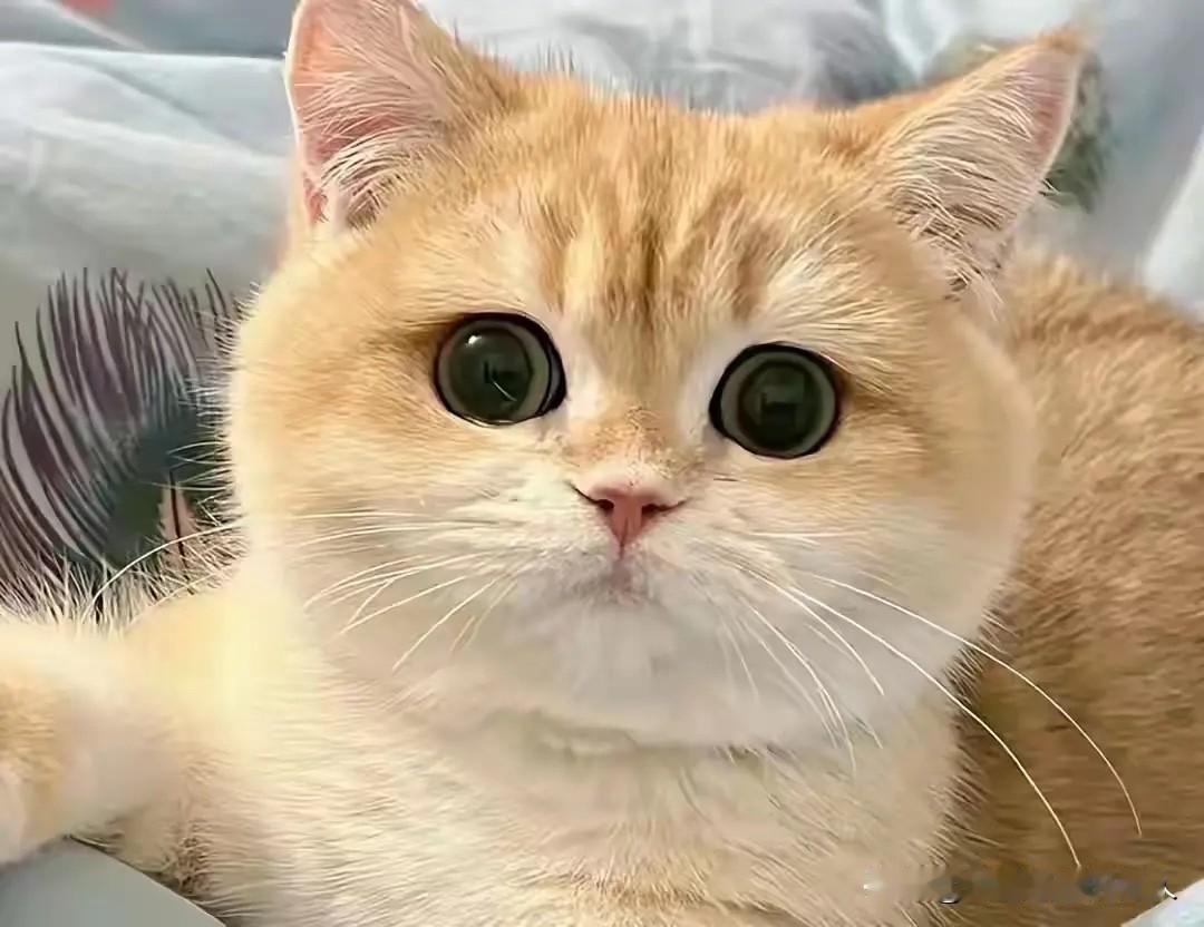 分享一下你家养的是什么猫?一只金渐层，一只布偶。觉得金渐层好可爱，互动性强，干净