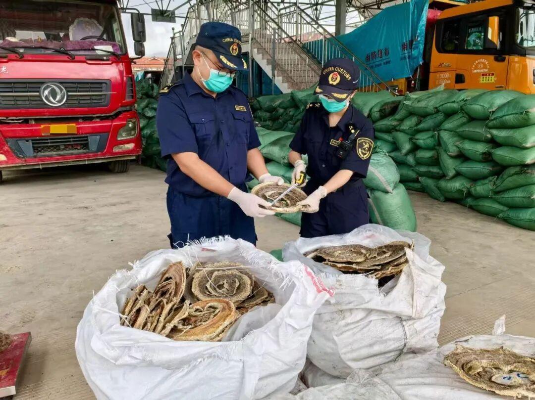 真是疯了！云南瑞丽口岸查出走私！一辆货车嘴上申报运的是“烟泡木炭”，可刚进境，车
