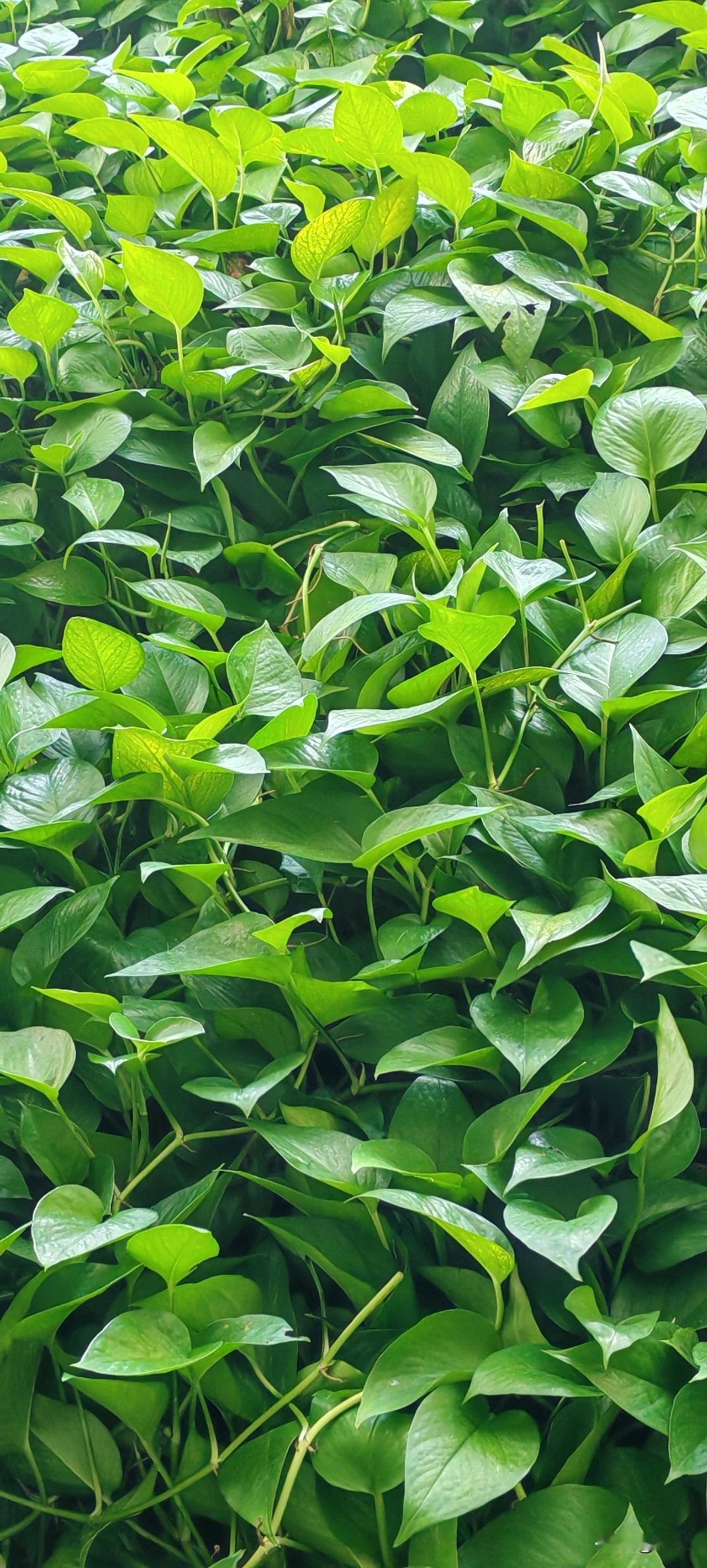 这就是血缘关系的神奇吧。我哥在家人群里发了一张午饭的图片。我问在食堂吃了？