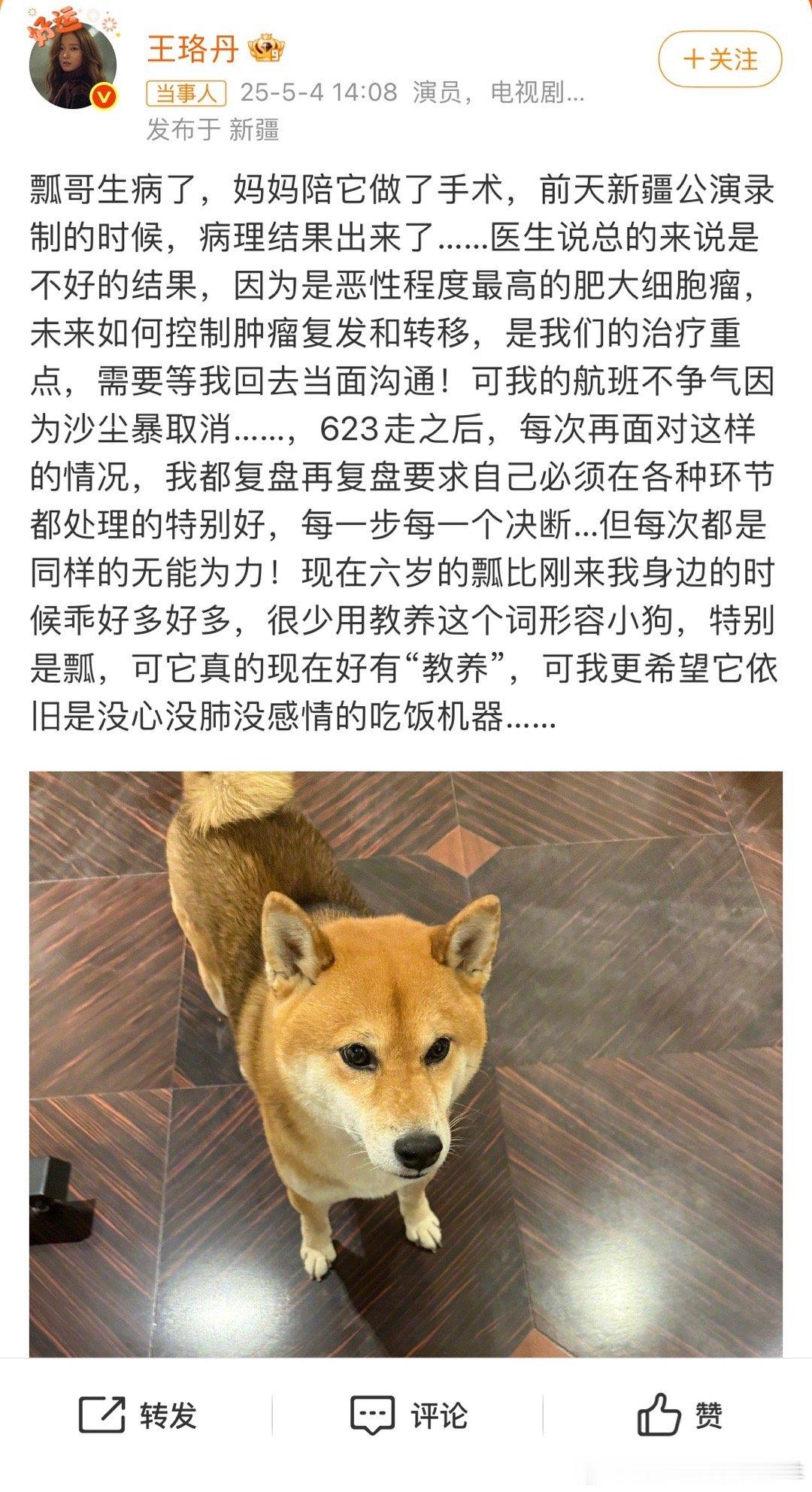 王珞丹的小狗瓢生病了[扁嘴][扁嘴]，当时在向往的生活里锅碗瓢盆都超可爱，瓢最能