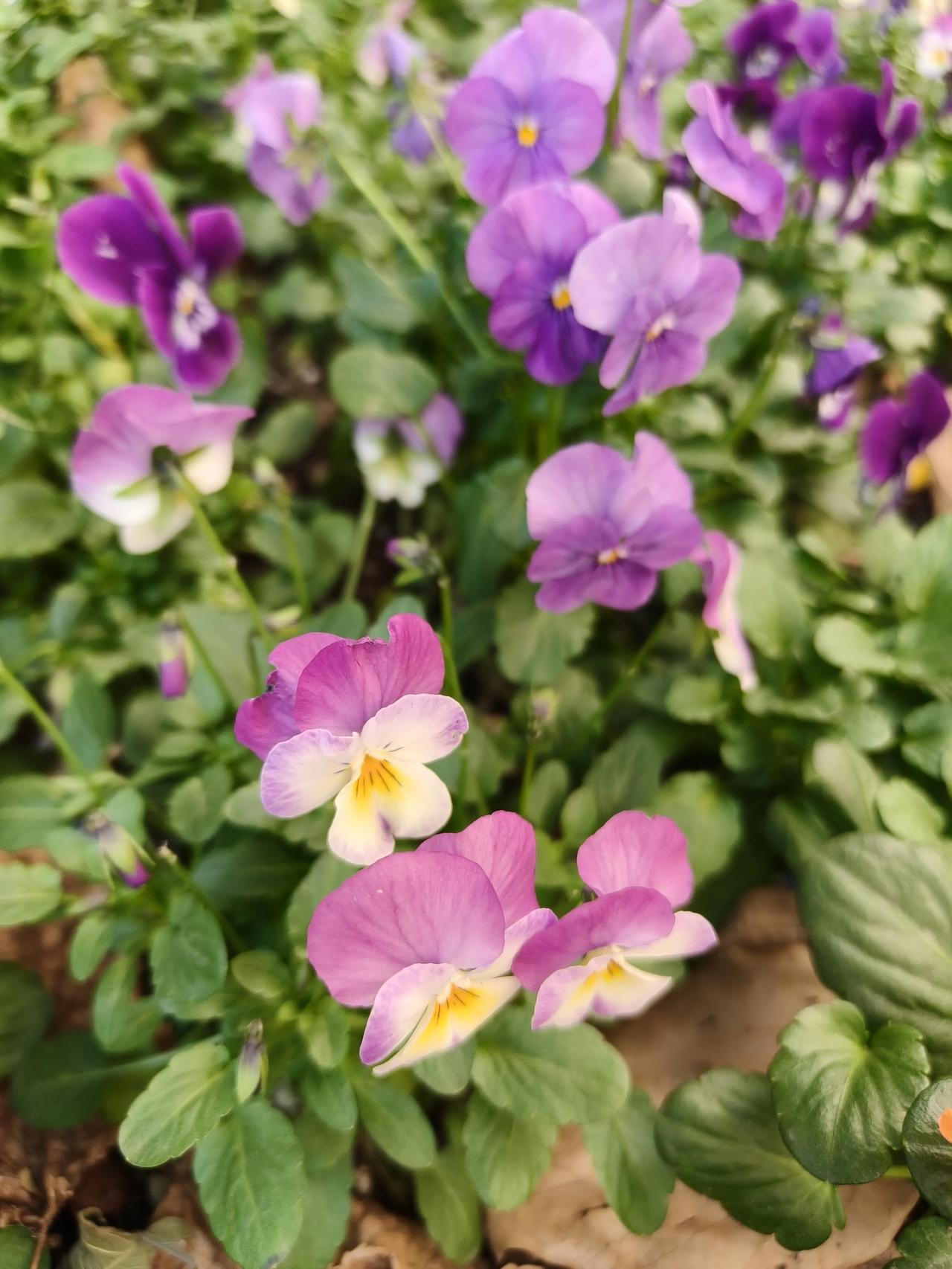 冬天的花儿🌸🌸🌸🌸大合集~冬日午后鲁迅公园散步随手拍实景图分享！