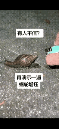 这是假的吧，蜗牛能跑那么快？