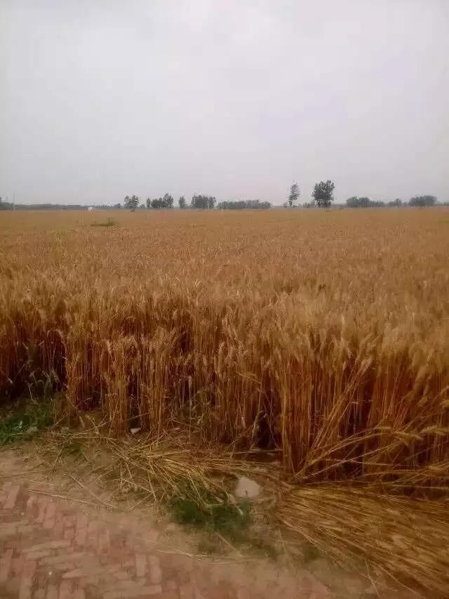 麦子熟了春天老了我迟到了……红颜弹指老、刹那芳华……这是无法挽留的，除