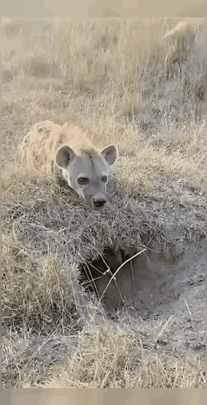 一旦被豪猪的刺扎中，大事不妙。豪猪身上的刺毛有轻微的毒素，还长有细小的倒刺，扎