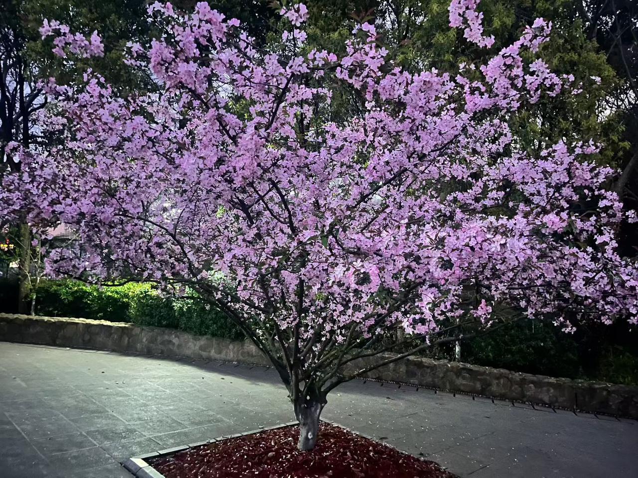 刚刚跟以前的老同事微信聊天：她问我：退休了吗？在快手里看到你了!我答：还