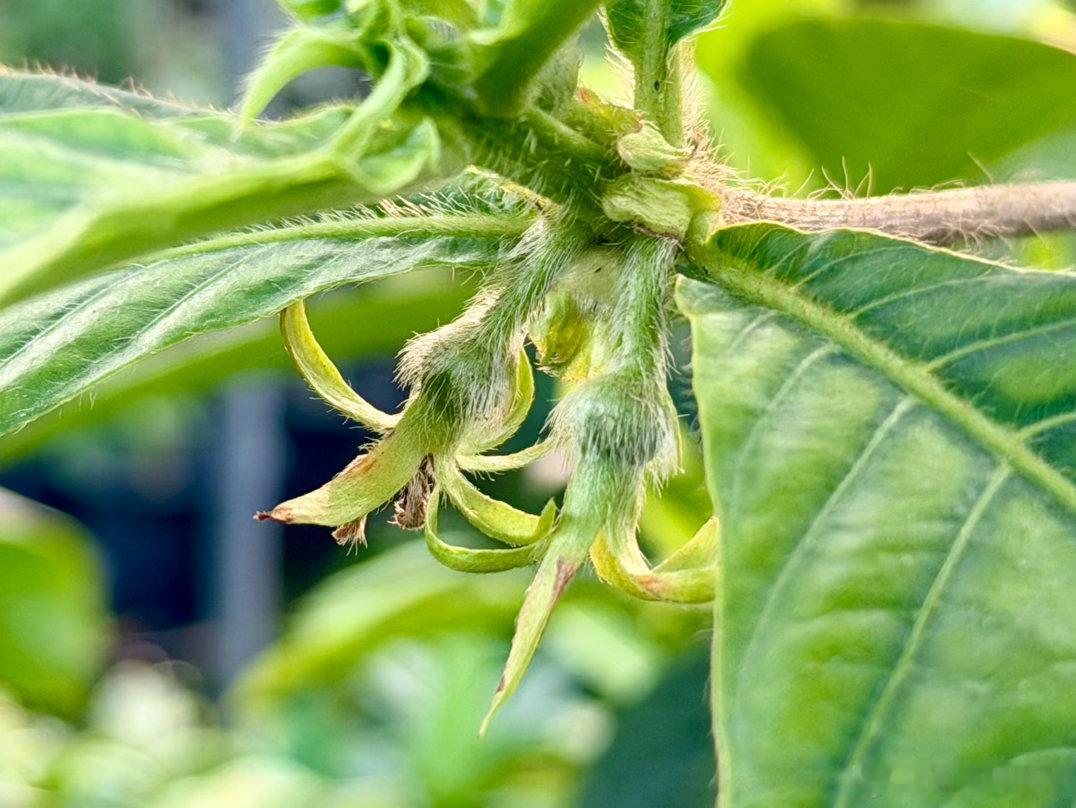 红柿海茜，Timoniusminahassae，一种茜草科海茜树属灌木。栽种了两年多，终于盼来果宝宝