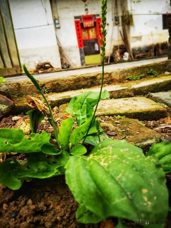 农村田间地头有不少农民常采摘的草药。蒲公英大家肯定不陌生，田边、地头到处都是。
