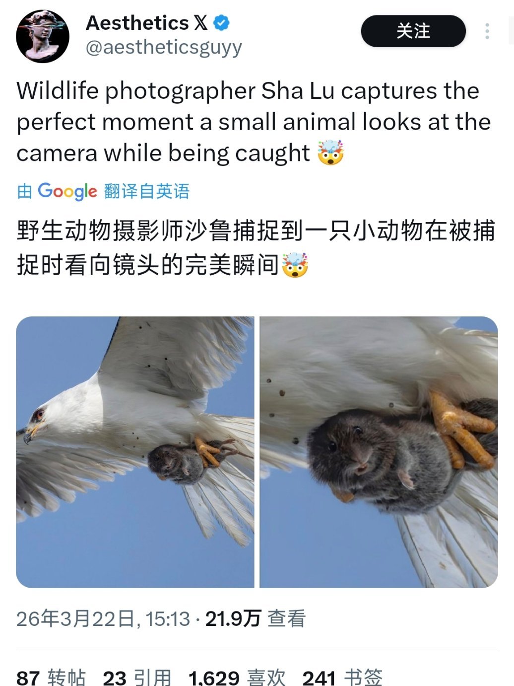 野生动物摄师拍到到一只小动物在被捕捉时看向镜头的完美瞬间