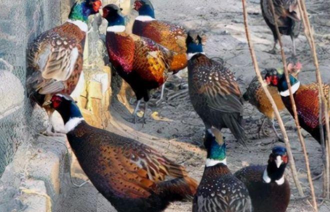 东北野鸡泛滥成灾，为何很少有人吃？当地农民直言：“别说吃了，我们甚至都不敢招惹它