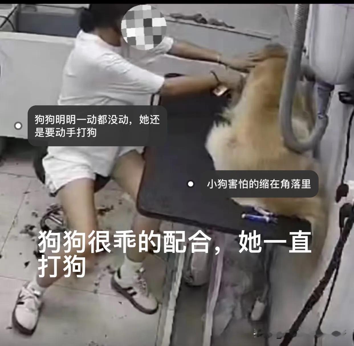我想，这个世界上什么都不可怕，真正的恶魔其实在人间！三个成年人，把狗狗烧饼殴打后