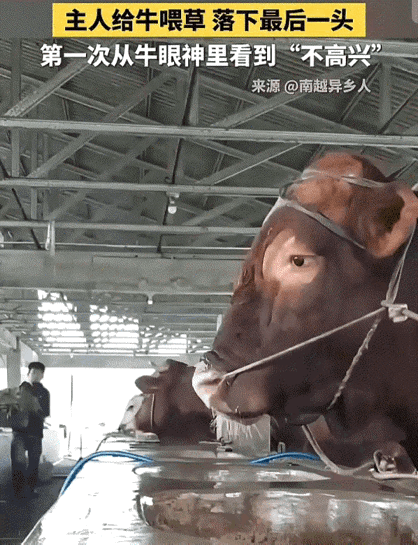 彻底解释不清了！近日，中国日报、新华社转发了一个视频。画面中，主人把一头牛给喂