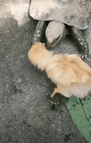 这只乌龟成精了吧！你看它为什么踩住小鸡的脚，然后又放开[呲牙笑]