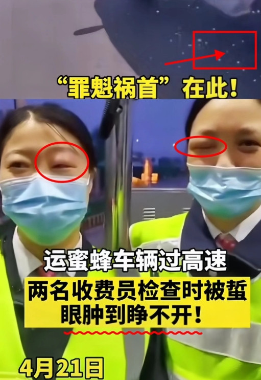 笑不活啦！高速收费员要求蜂农卸下蜂箱接受检查，蜂农无奈表示蜂箱里有蜜蜂，实在