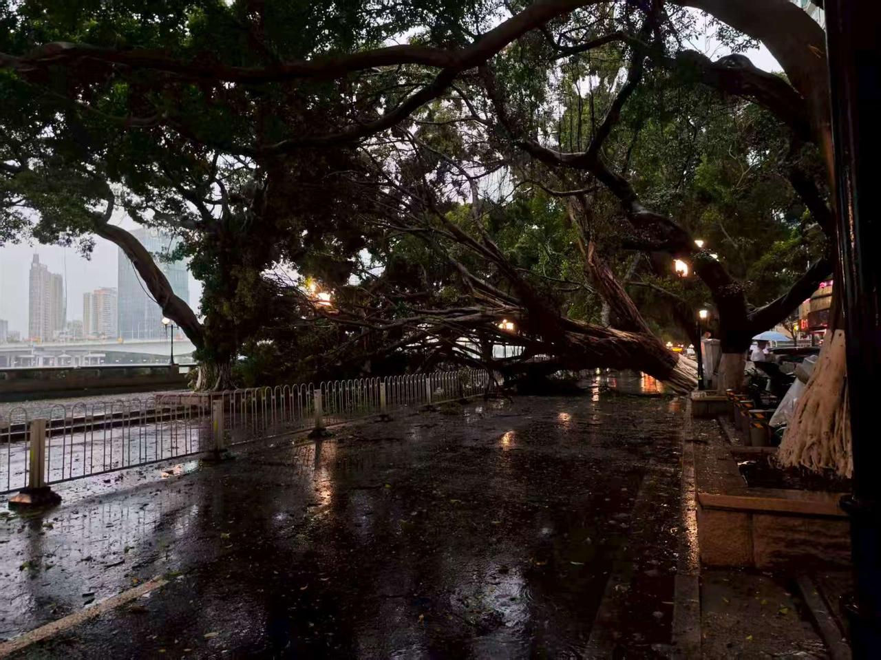 今天（3月30日）上午广州大风大雨的，不仅影响了上班，还把很多树木直接给刮倒！看