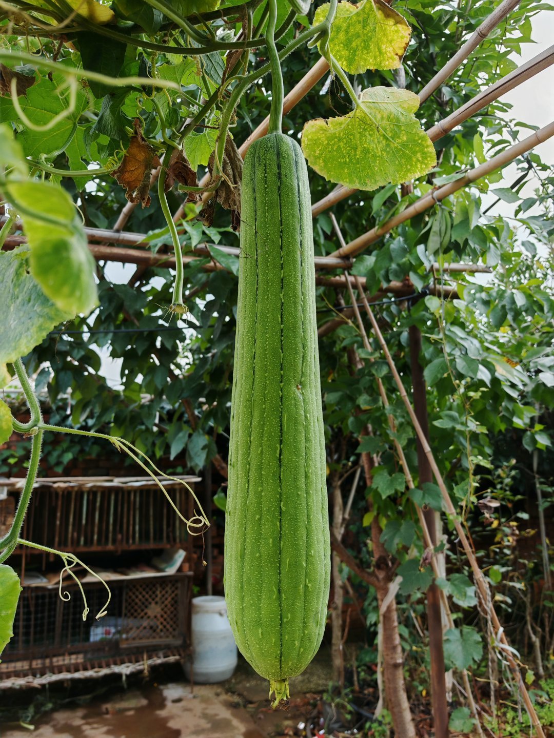丝瓜汤确实美味，这个丝瓜还挺大。​​​