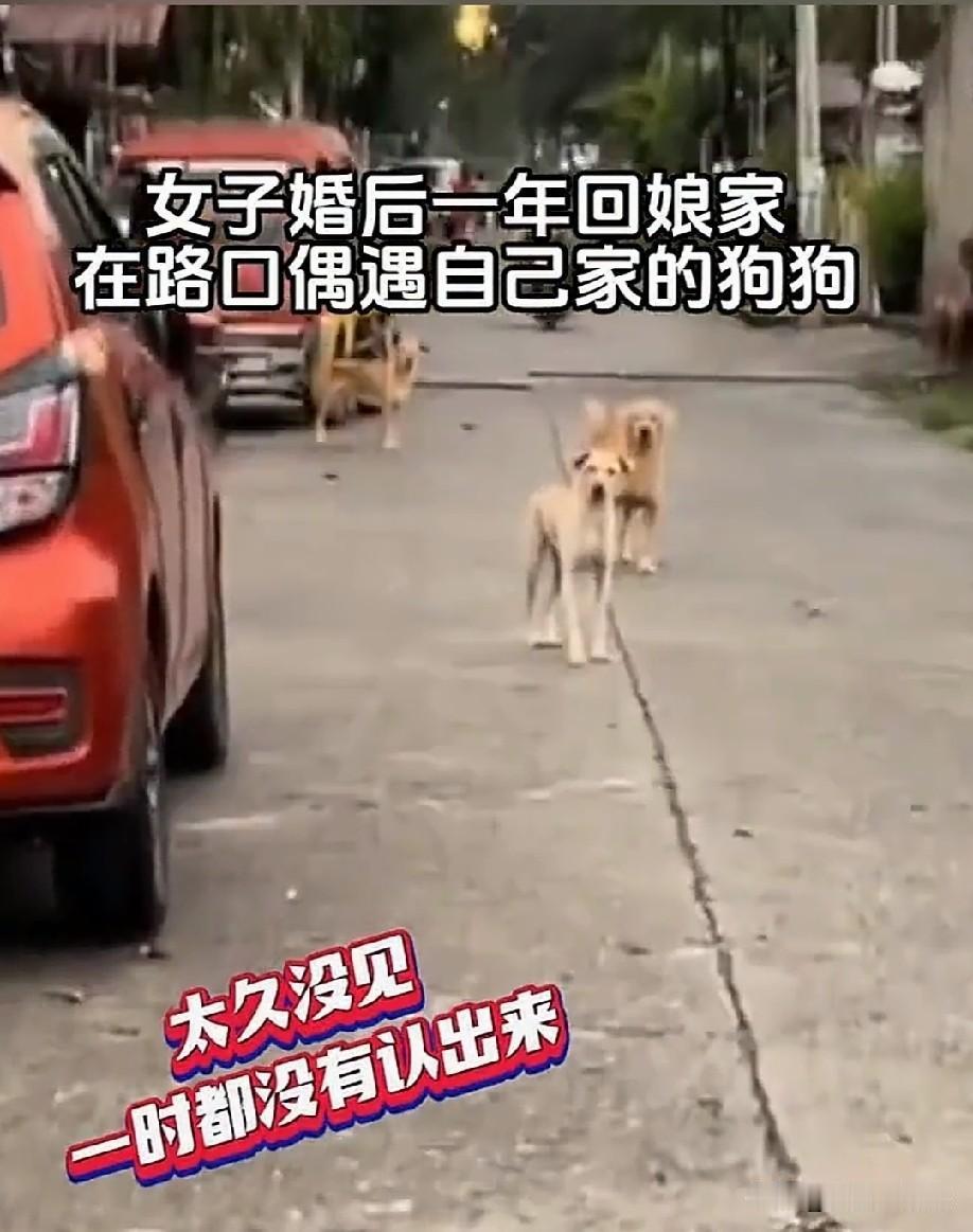 可能是身上原来的味道没有了，现在都是陌生味道，狗鼻子闻不出来。[呲牙笑]
