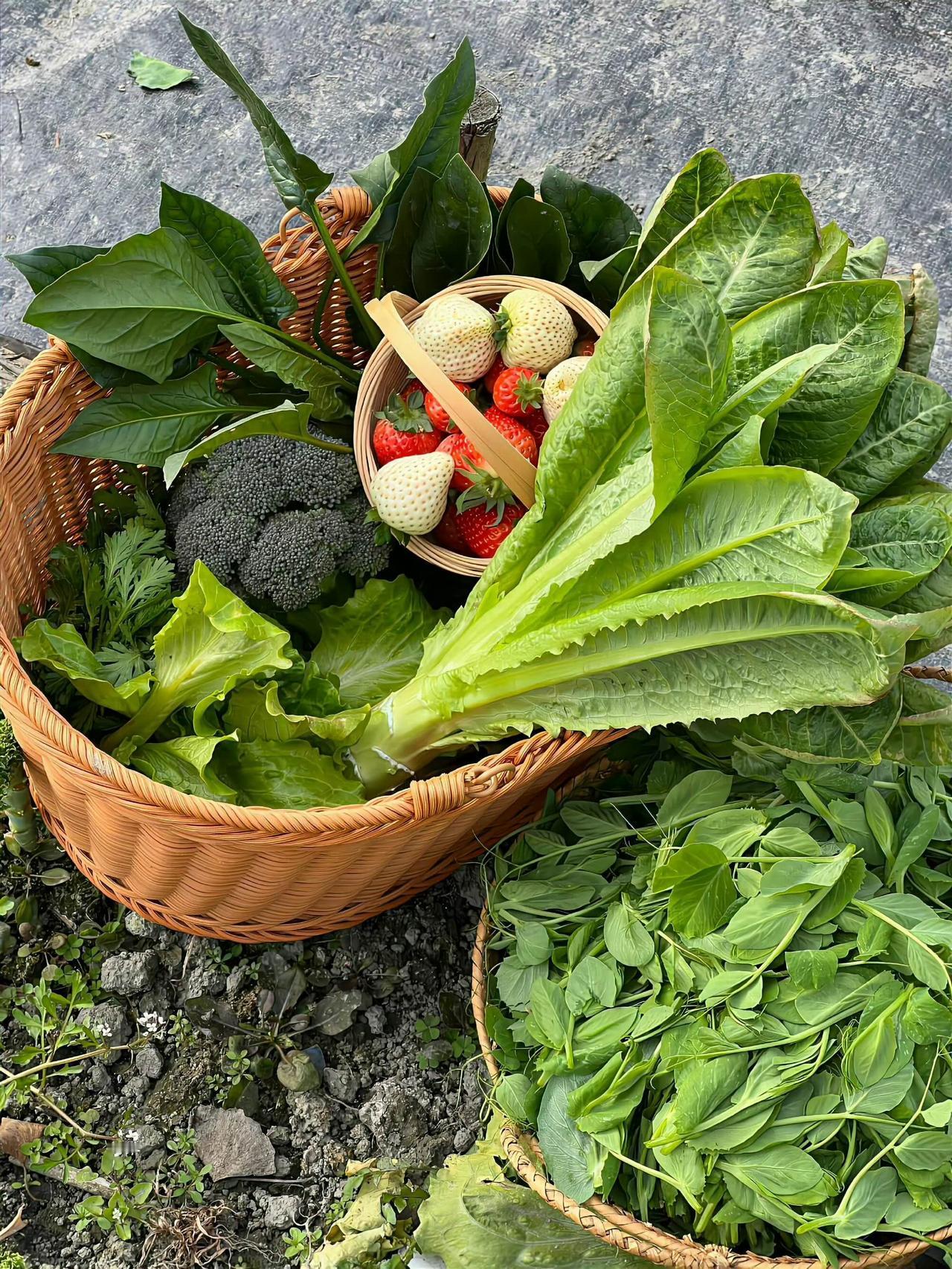 浪漫的人有自己的乌托邦
