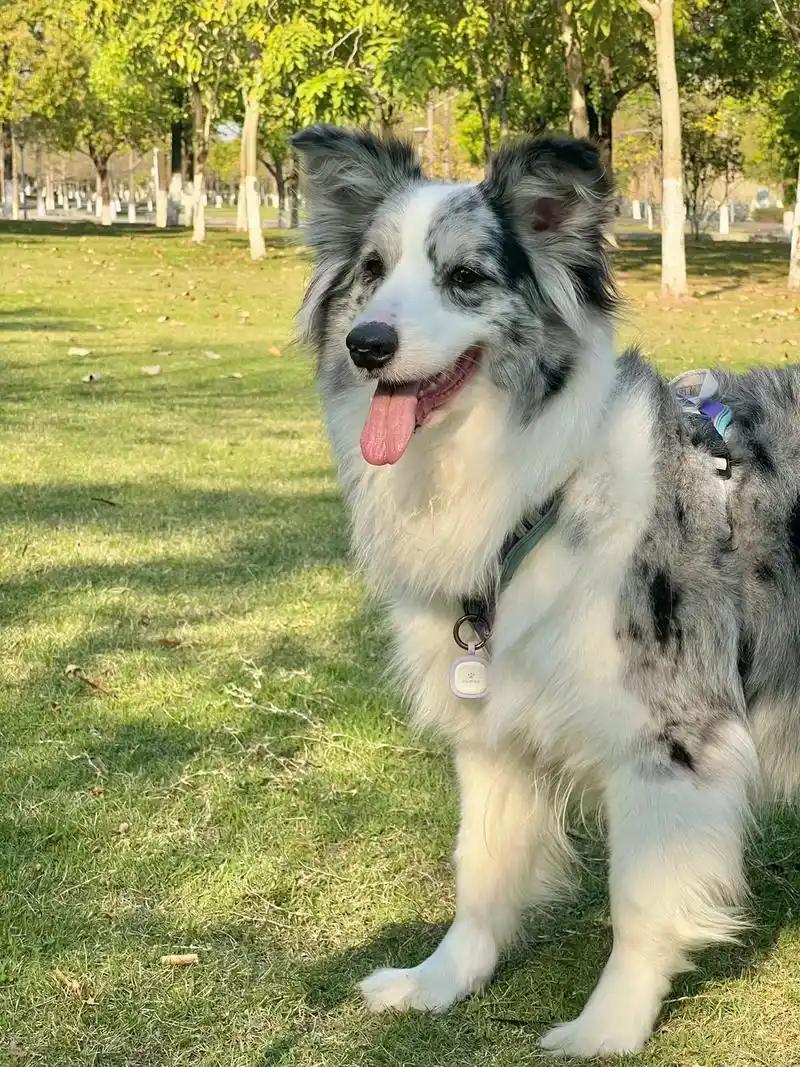 太可恨了！广东一陨石边牧遛狗时走失，主人报警悬赏5000元，半个月后得知狗狗被吃