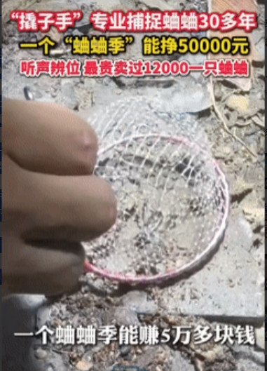 赚大发了！”山东济宁，一男子专业抓蟋蟀30多年，练出了光听声音，就能判断蛐蛐的位