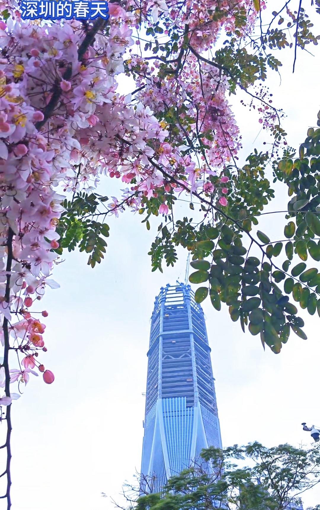 深圳的春天有多美？这是深圳福田区的一个角度，这是一栋超级摩天楼和鲜花的完美结合。