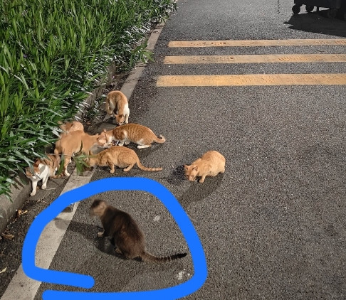 我有一种预感，三亚的流浪猫会变多是因为这次三亚女孩被蛇咬身亡事件，银环蛇