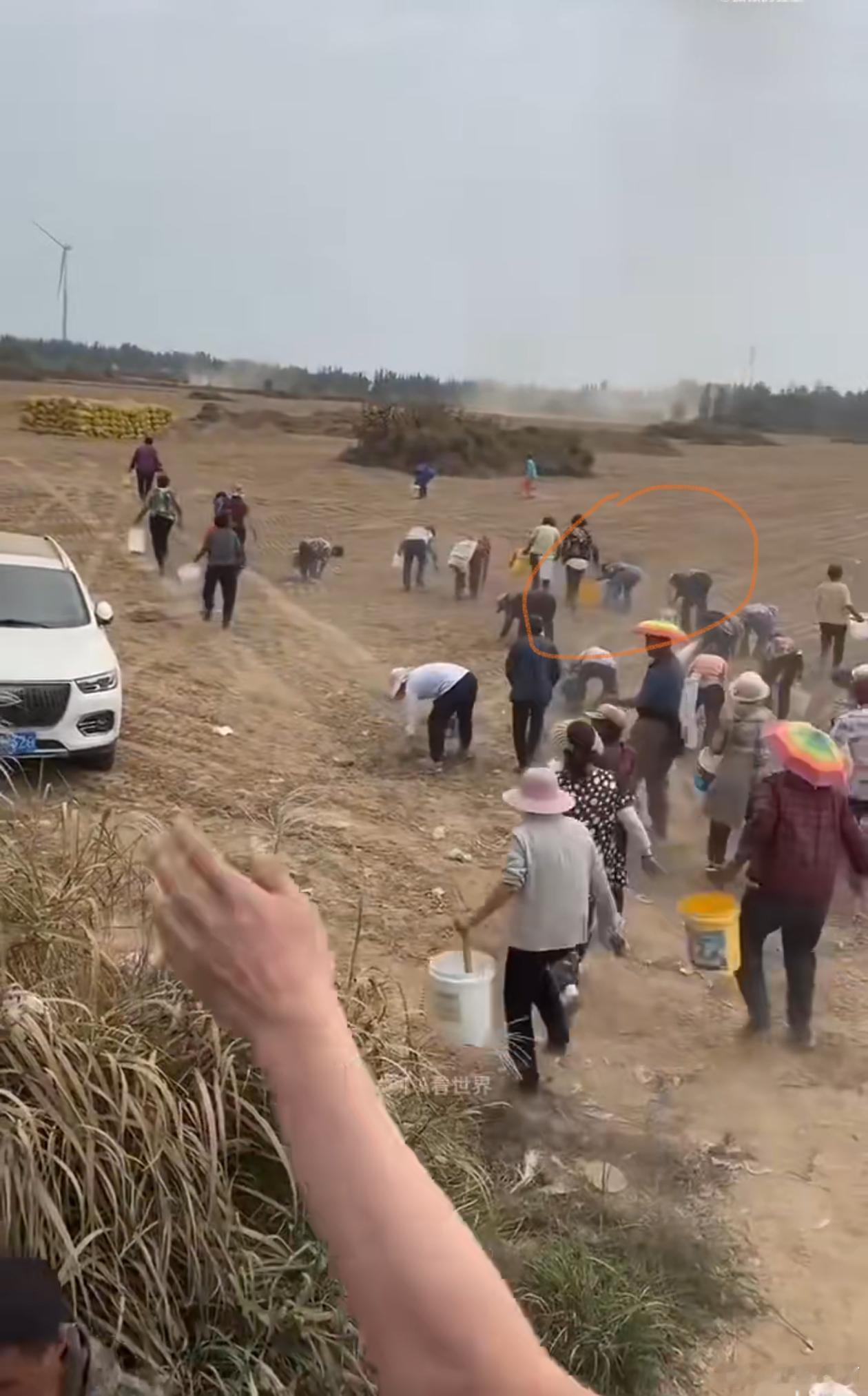 河北某地哄抢秋花生这标题起的有问题啊！应该是大面积承包户收完花生以后，村民来捡拾