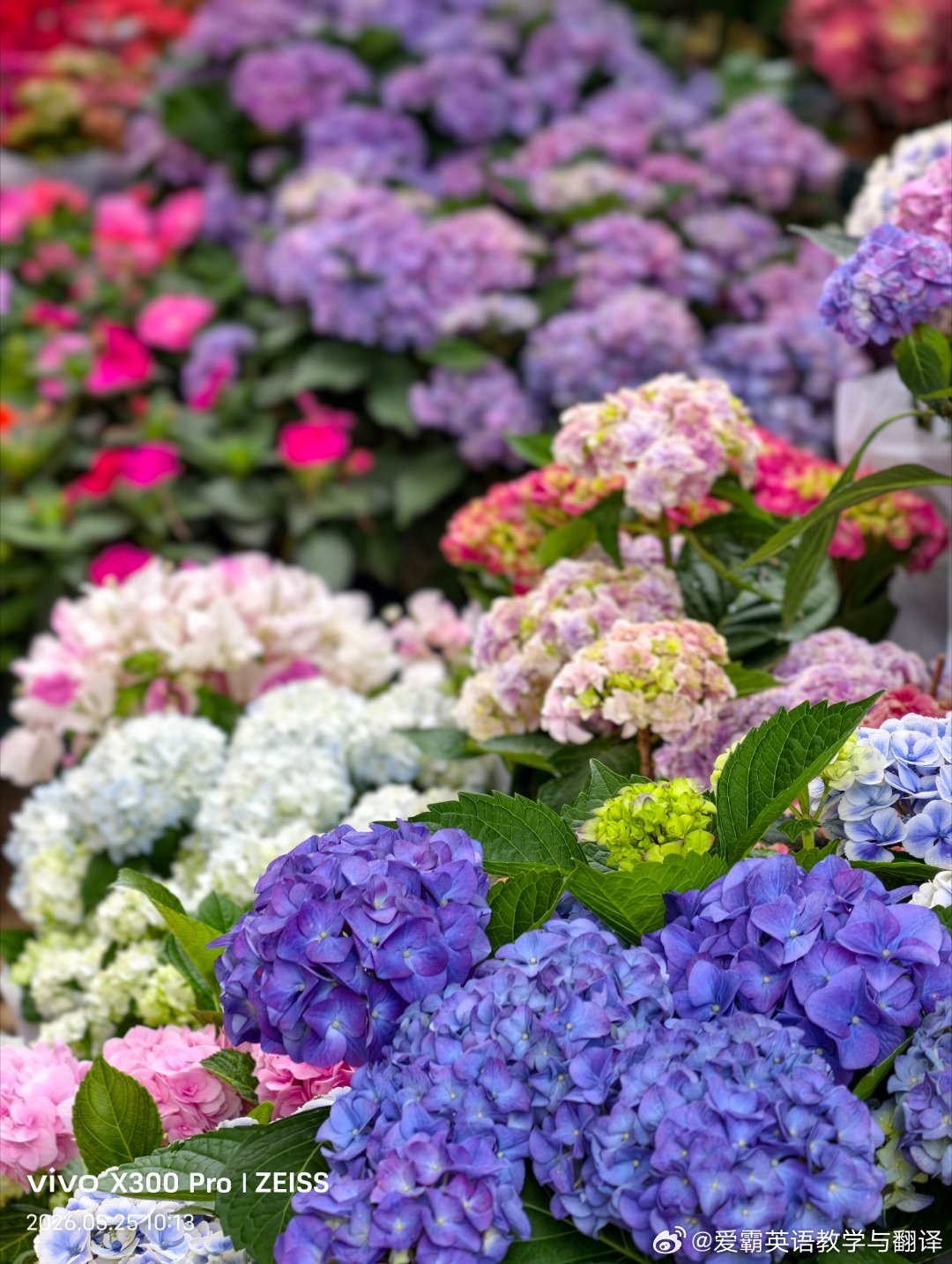 仲夏，不同颜色的绣球花，绚丽，绣夏，绣球花开馨香袭人，可爱……