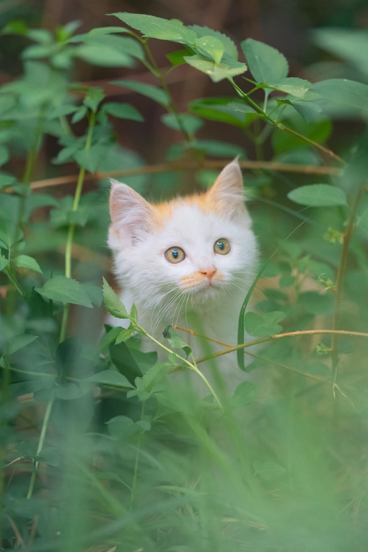 拍到奶猫小仙猫了。在灌木草丛里，一脸纯真好奇的样子，把两脚兽的心都要融化了
