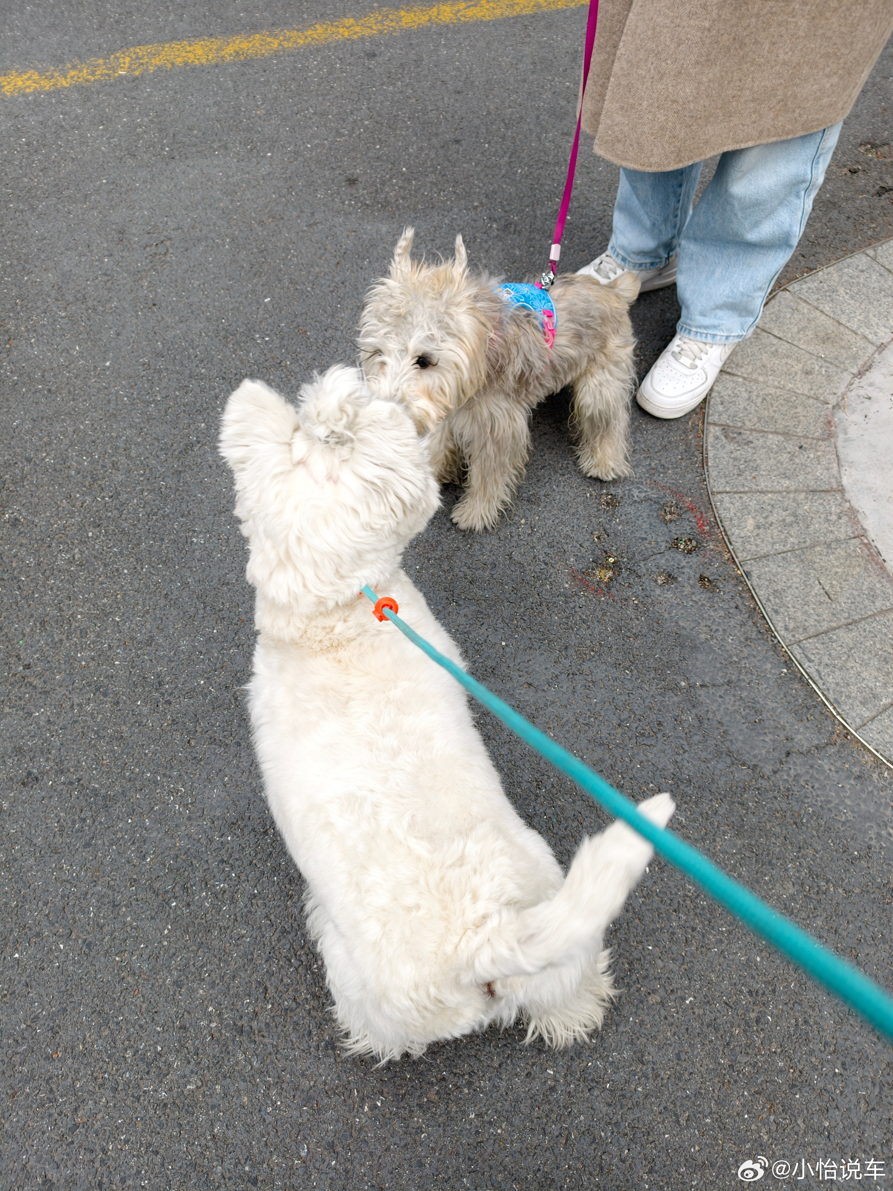 带有财出门遛弯，偶遇一只雪纳瑞小狗友🐶俩小家伙一见面就互相嗅嗅打招呼，瞬间就玩