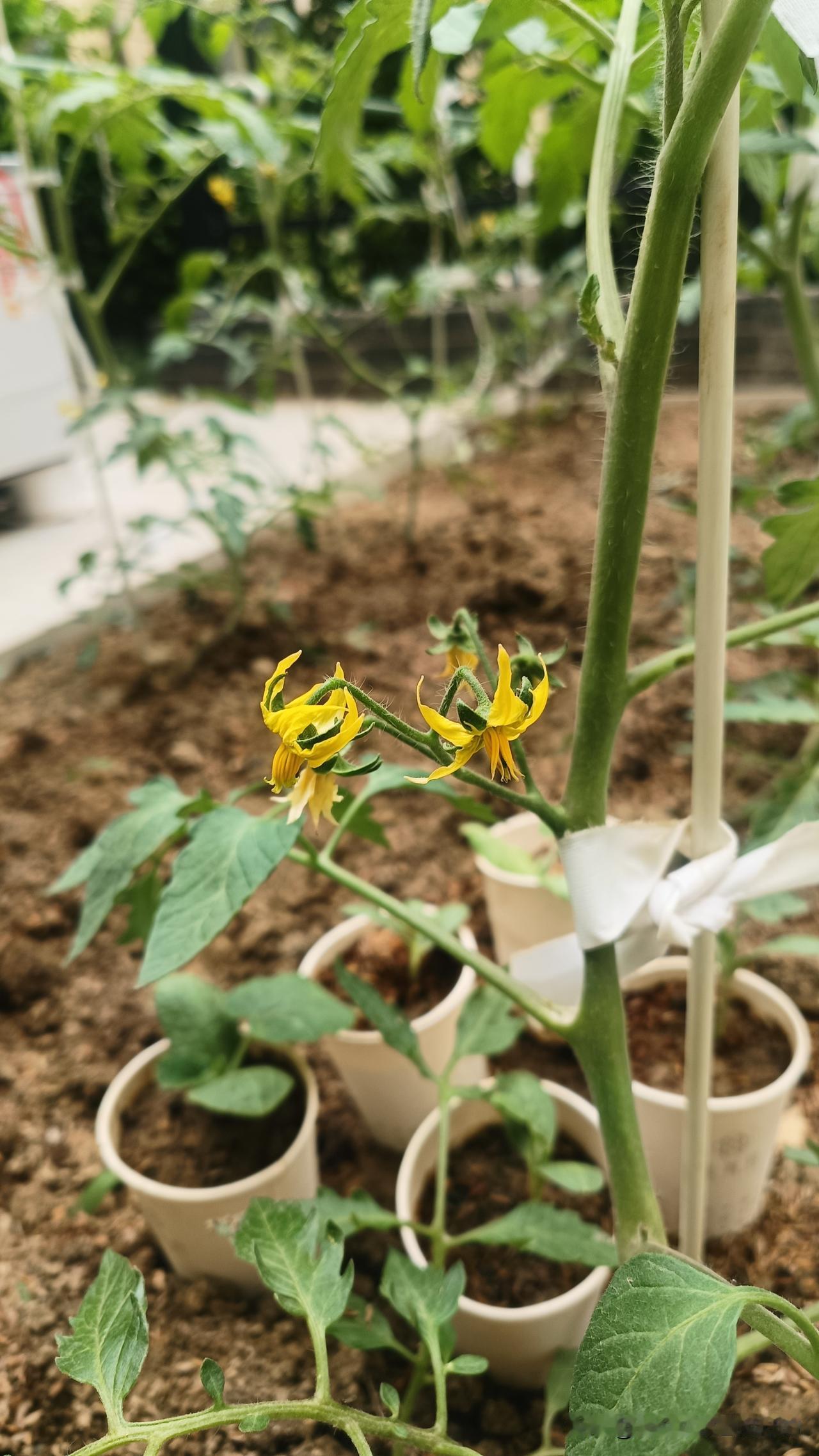 西红柿刚开第一朵花，这么管最简单西红柿开出第一朵花后，别乱管，记住几件事就