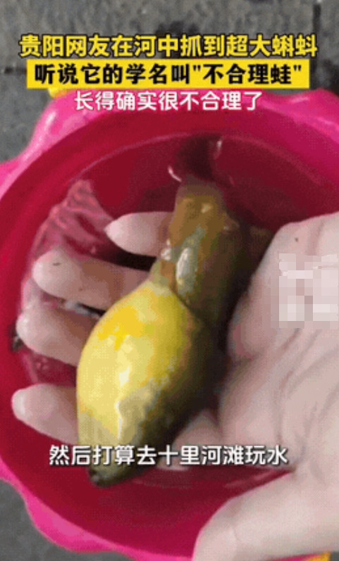 “长得太不合理了！”贵州贵阳，一女子到十里河滩玩水，看到有小朋友在用网捞东西，于