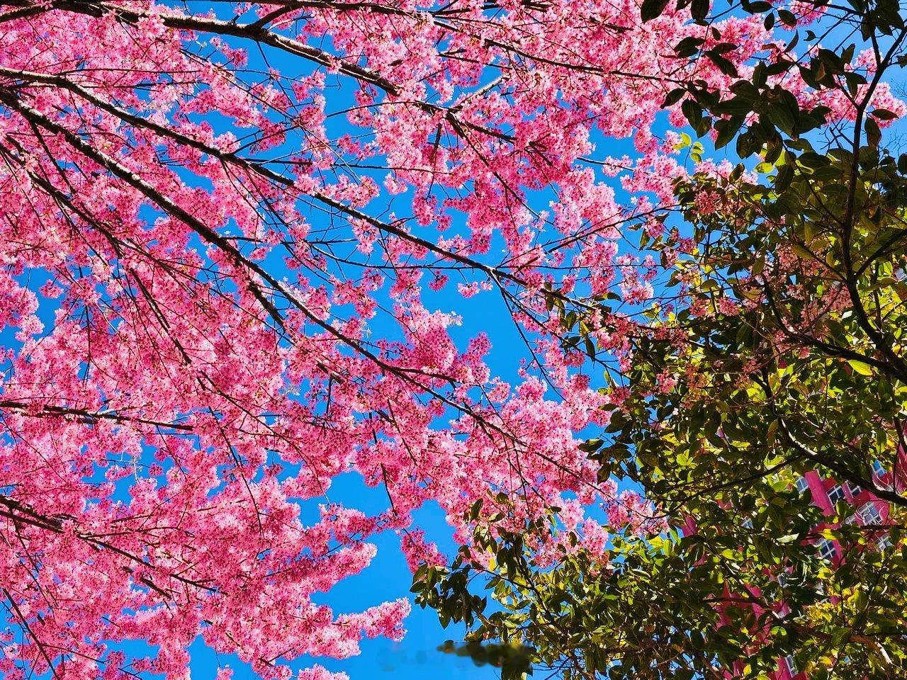 隆冬时节，云南凭借独特的气候条件，成为冬樱花绽放的天堂。
