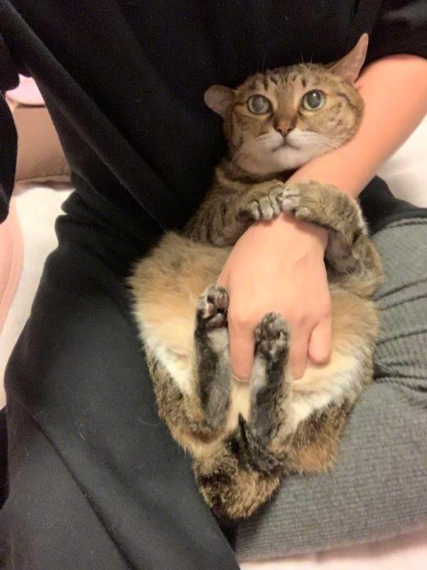 猫咪树熊式抱着主人手臂，超可爱.....