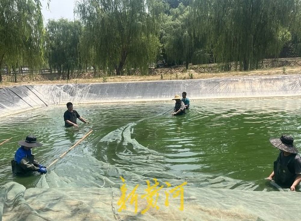 养殖有秘方 千年网红黄河鲤鱼盼再次“翻红”| 黄河鲤鱼跃新篇