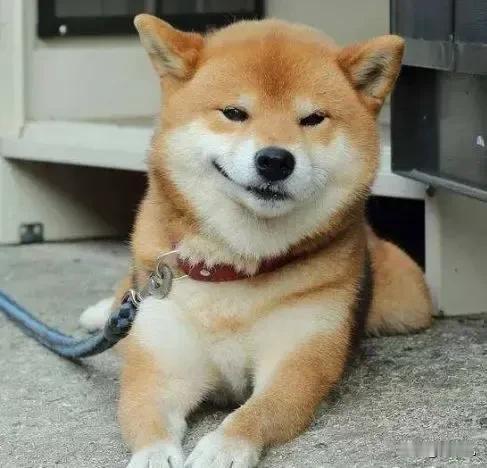 养狗很多年了，可它却只想要自由！咱们养狗的，哪个不是把狗子当心头肉？怕它吃不香