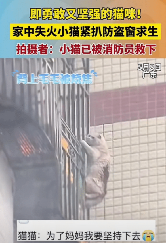家里失火了，猫咪背上的毛都被烧焦了，它为了逃生，从防盗网处翻了出去，可是底下太高