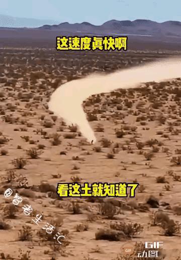 这就厉害了，敢情狼追了那么远，结果小鸟一个起飞，狼懵了。