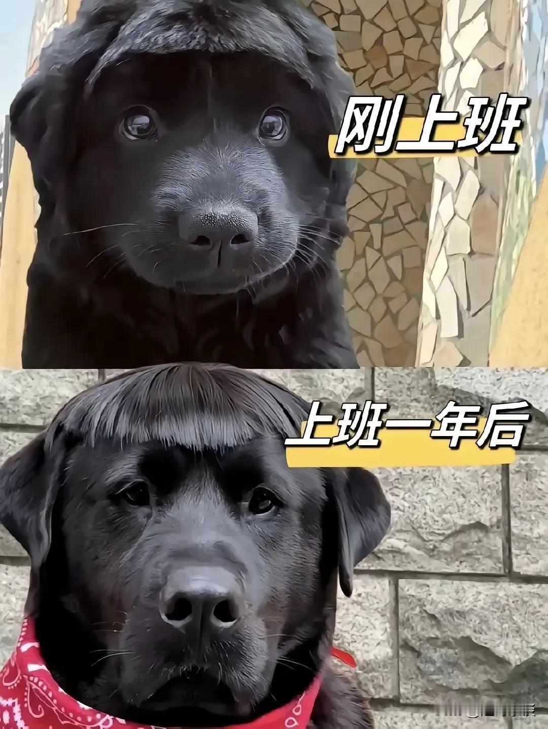 上班上班[哭哭]
