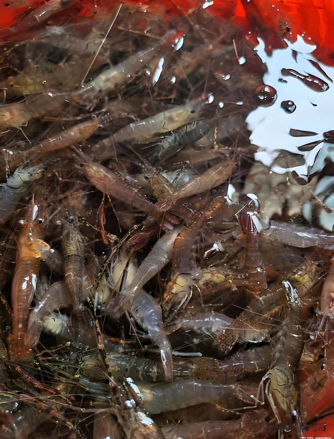 天津人这幽默真的刻在DNA里了！😂去买菜时，菜店老板为了推销新鲜河虾，追