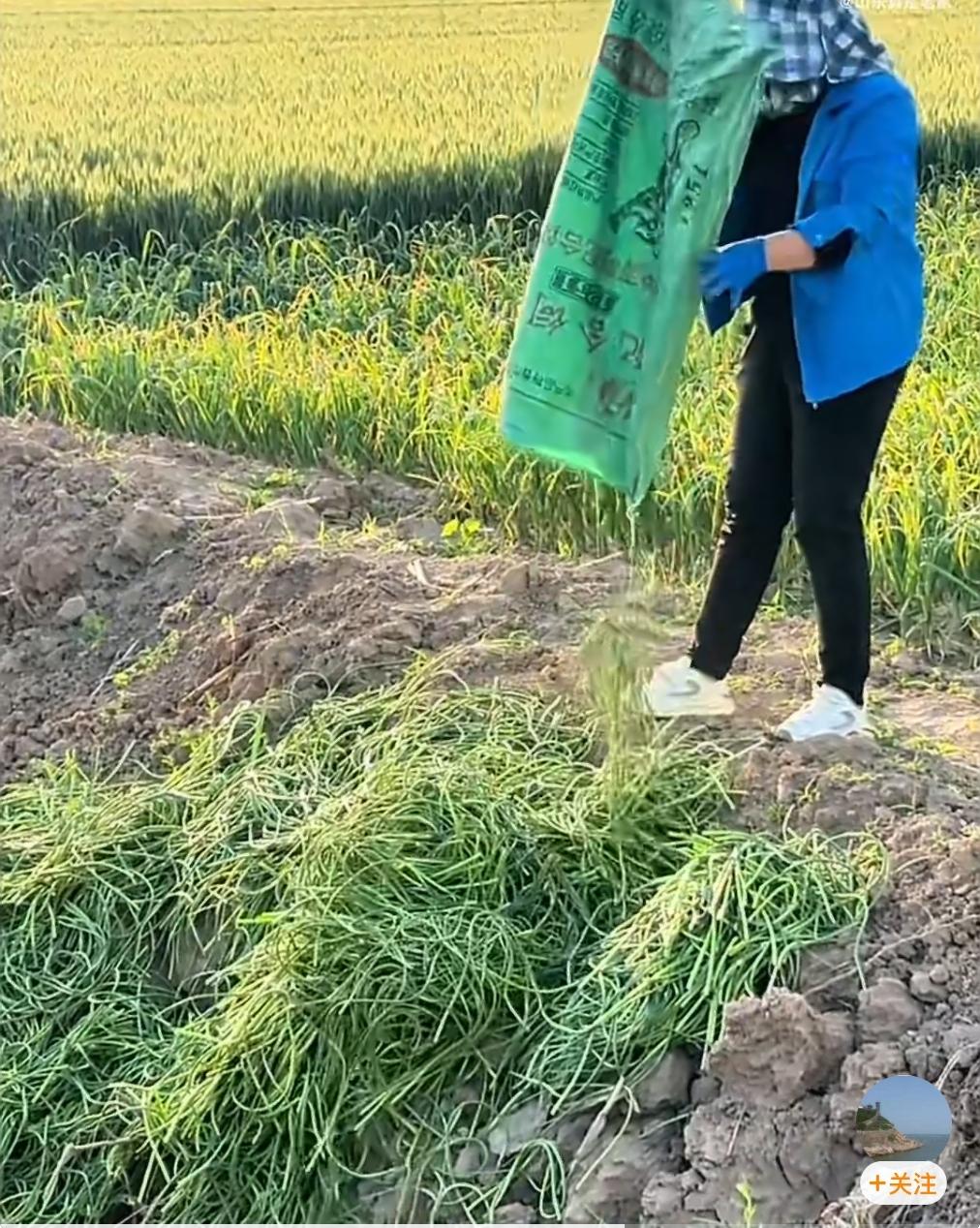网上一堆销毁蒜苔的视频和图片，我想问一下，那些平时吆喝着要助农的网红们，都哪儿去