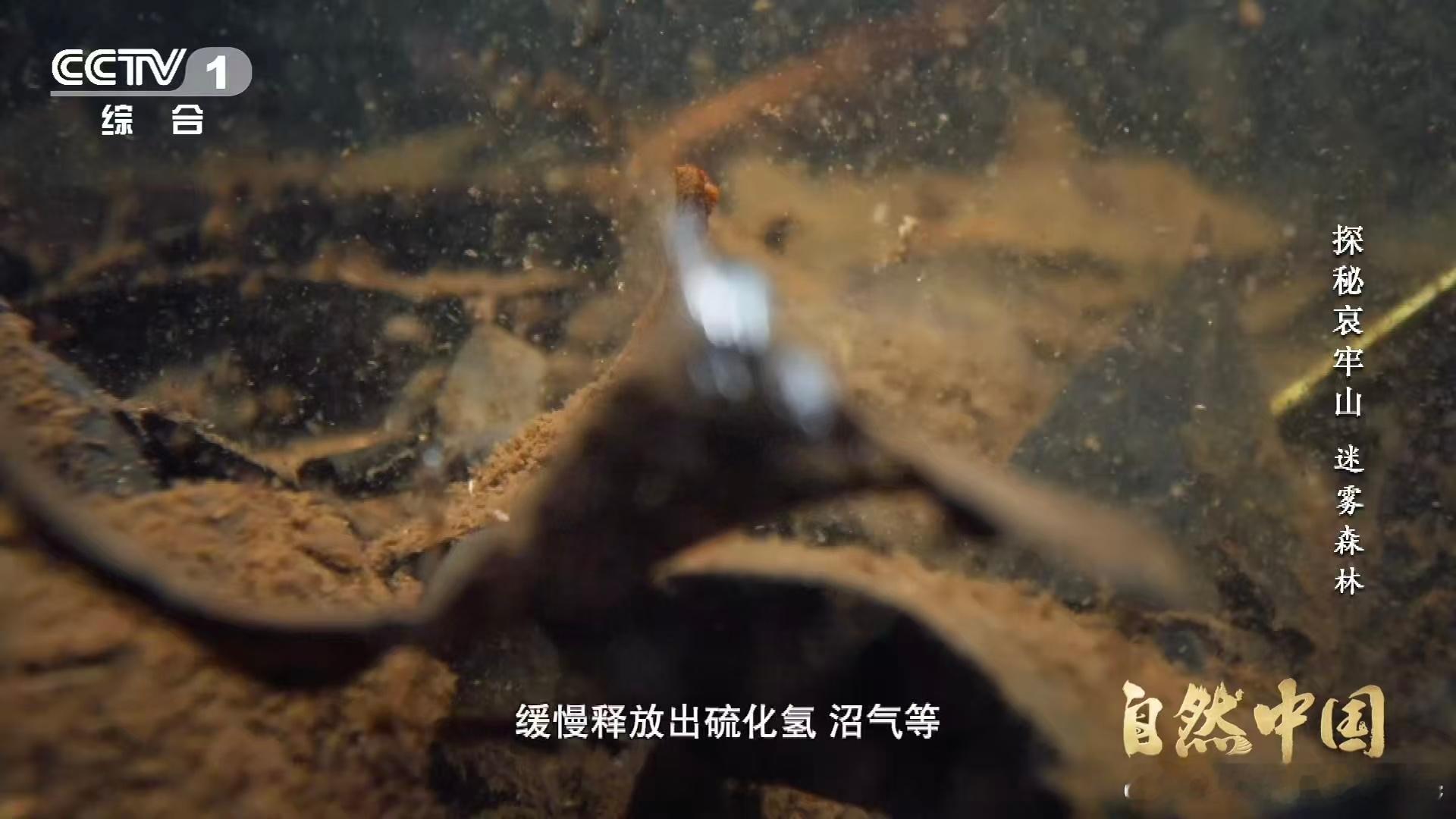 武侠小说的瘴气竟真实存在瘴气成分被测出来了武侠小说里的瘴气曾让我浮想联翩，如今