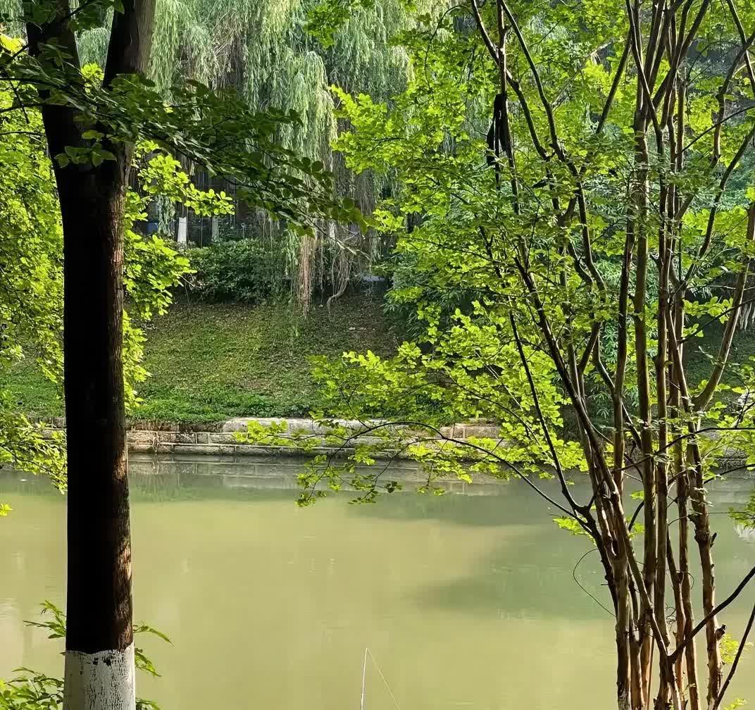 鱼到底要进化多久才会知道鱼饵是陷阱？钓鱼佬每次打完窝，水底下就一片欢腾