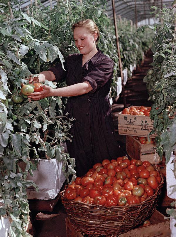 1950年代，苏联，收番茄。照片：谢苗·弗里德良德（SemyonFrid